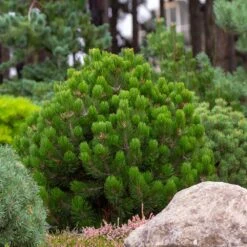 Dwarf Mugo Pine -Brighter Blooms Sales Pumilio Mugo Pine 6 BB