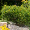 Dwarf Mugo Pine 2 Dwarf Mugo Pine -Brighter Blooms Sales Pumilio Mugo Pine BB 600x600 3b946a5b adb1 444f 9b43 398538a62153