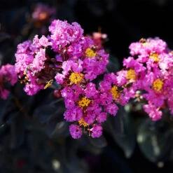 Black Diamond® Purely Purple™ Crape Myrtle Tree -Brighter Blooms Sales Purely Purple 1