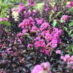 Black Diamond® Purely Purple™ Crape Myrtle Tree -Brighter Blooms Sales Purely Purple 5 BB