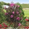 Black Diamond® Purely Purple™ Crape Myrtle Tree -Brighter Blooms Sales Purely Purple 600x600 cb385172 80d8 4917 9e91 d29495d99319