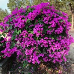 New River Bougainvillea -Brighter Blooms Sales Purple Bougainvillea New River 11
