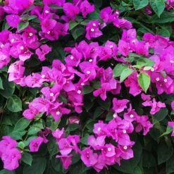 New River Bougainvillea Tree -Brighter Blooms Sales Purple Bougainvillea New River 12 FGT