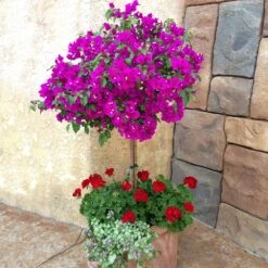 New River Bougainvillea -Brighter Blooms Sales Purple Bougainvillea New River 1 FGT