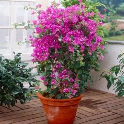 New River Bougainvillea -Brighter Blooms Sales Purple Bougainvillea New River 2