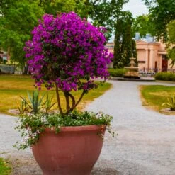 New River Bougainvillea Tree -Brighter Blooms Sales Purple Bougainvillea New River 8 BB