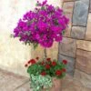 New River Bougainvillea Tree 1 New River Bougainvillea Tree -Brighter Blooms Sales Purple Bougainvillea New River Tree BB 600x600 0c9a51f6 c729 415e 9e80 0ea6c0e16d9d