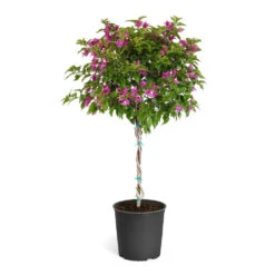 New River Bougainvillea -Brighter Blooms Sales Purple Bougainvillea Tree