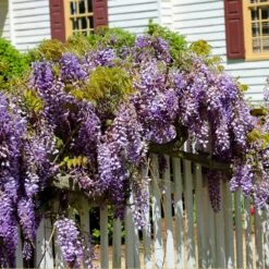 Purple Wisteria Vine 9 Purple Wisteria Vine -Brighter Blooms Sales Purple Chinese Wisteria 2