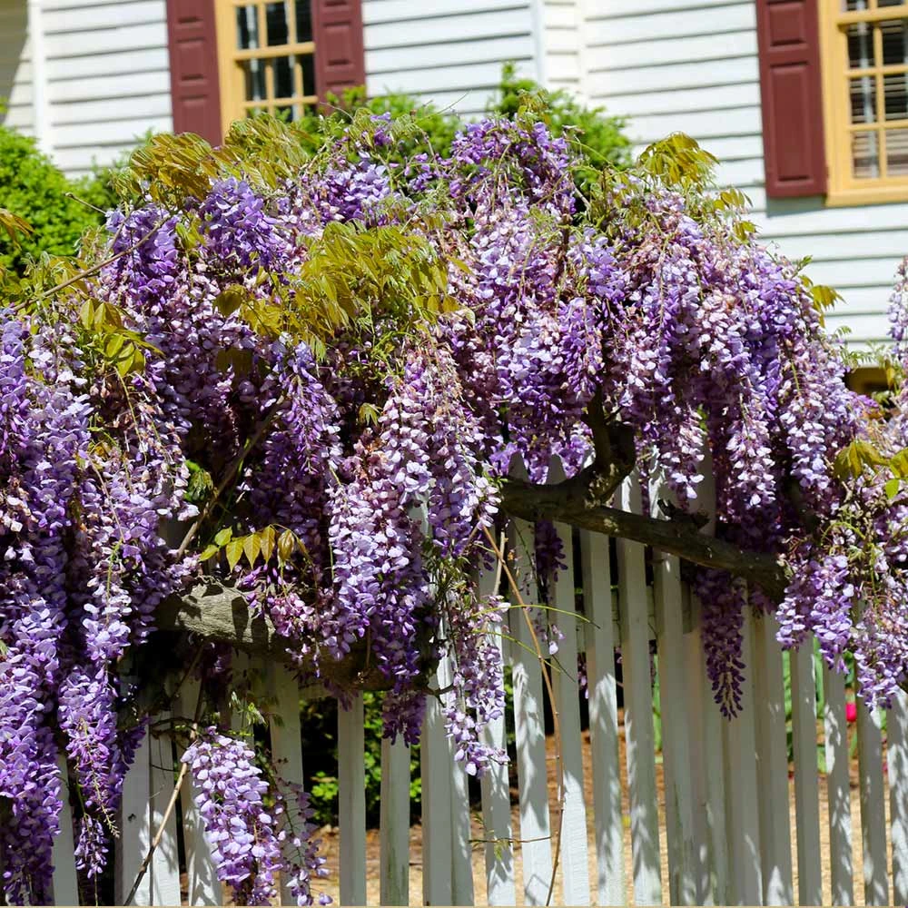 Purple Wisteria Vine 5 Purple Wisteria Vine - Image 3