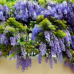 Purple Wisteria Vine 11 Purple Wisteria Vine -Brighter Blooms Sales Purple Chinese Wisteria 3