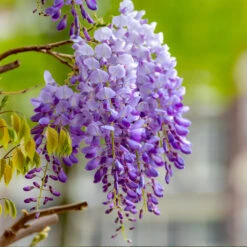 Purple Wisteria Vine 10 Purple Wisteria Vine -Brighter Blooms Sales Purple Chinese Wisteria 4