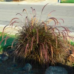 Purple Fountain Grass 10 Purple Fountain Grass -Brighter Blooms Sales Purple Fountain Grass 3 BB