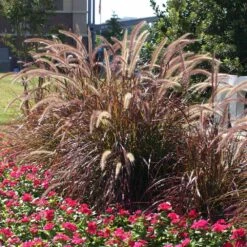 Purple Fountain Grass 9 Purple Fountain Grass -Brighter Blooms Sales Purple Fountain Grass 6 BB