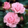 Queen Elizabeth Rose -Brighter Blooms Sales Queen Elizabeth Rose 1 BB