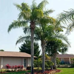 Queen Palm Tree