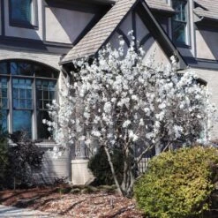 Royal Star Magnolia Tree -Brighter Blooms Sales ROyal Star Magnolia 11