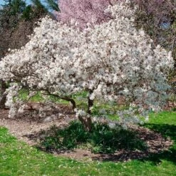 New Products -Brighter Blooms Sales ROyal Star Magnolia 1 BB