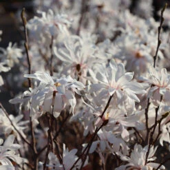 Royal Star Magnolia Tree -Brighter Blooms Sales ROyal Star Magnolia 5 BB