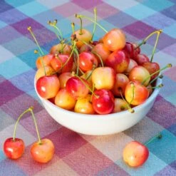 Rainier Cherry Tree -Brighter Blooms Sales Rainier Cherry Tree 2 BB