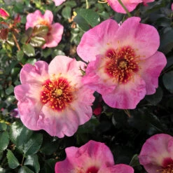 Raspberry Kiss™ Rose Tree -Brighter Blooms Sales Raspberry Kiss Rose tree 4 BB