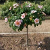 Raspberry Kiss™ Rose Tree -Brighter Blooms Sales Raspberry Kiss Rose tree BB 600x600 85d5eb2c f4c1 4513 b35b e8502f4c8475