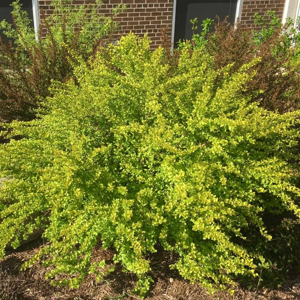 Raspberry Lemonade™ Ninebark 6 Raspberry Lemonade™ Ninebark - Image 4