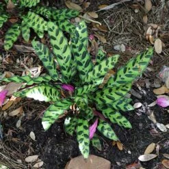 Rattlesnake Plant -Brighter Blooms Sales Rattlesnake 3 BB