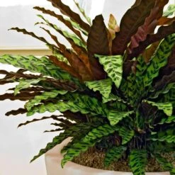 Rattlesnake Plant -Brighter Blooms Sales Rattlesnake 8