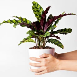 Rattlesnake Plant -Brighter Blooms Sales Rattlesnake 9