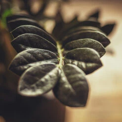 Raven ZZ Plant 7 Raven ZZ Plant -Brighter Blooms Sales Raven ZZ 3