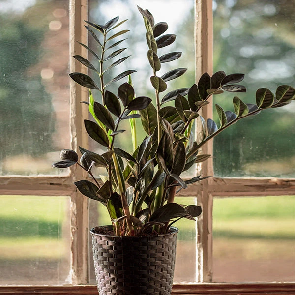 Raven ZZ Plant 3 Raven ZZ Plant