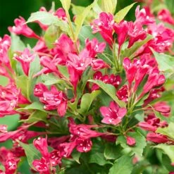 Red Prince Weigela Tree 7 Red Prince Weigela Tree -Brighter Blooms Sales Red Prince Wegeila 3 BB