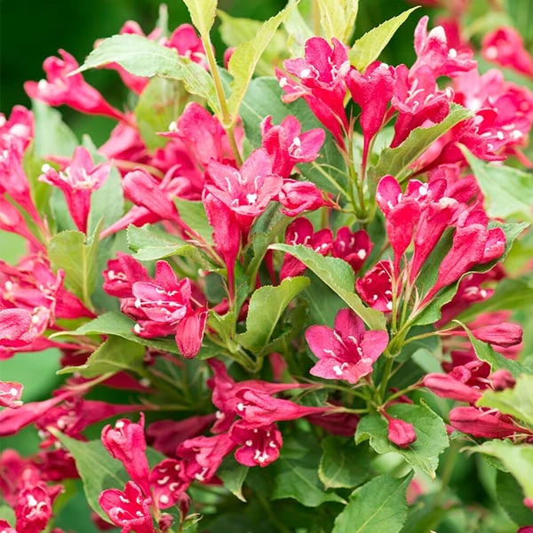 Red Prince Weigela Tree 5 Red Prince Weigela Tree - Image 3
