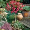 Red Prince Weigela Tree -Brighter Blooms Sales Red Prince Wegeila FGT 600x600 b25636bb 3219 46c4 8f77 52e859c86c25