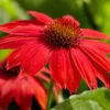 Sombrero® Salsa Red Coneflower 1 Sombrero® Salsa Red Coneflower -Brighter Blooms Sales Red Salsa Coneflower BB 600x600 804094ae c397 49d2 8b12 9426c4147677