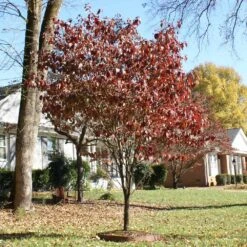 Red Dogwood Tree 9 Red Dogwood Tree -Brighter Blooms Sales Red Dogwood 4