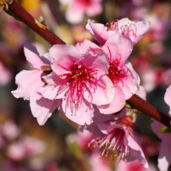 Red Haven Peach Tree 9 Red Haven Peach Tree -Brighter Blooms Sales Red Haven Peach Tree 1