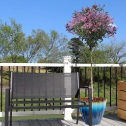 Red Pixie Lilac Tree -Brighter Blooms Sales Red Pixie Lilac Tree 5