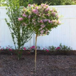 Red Pixie Lilac Tree -Brighter Blooms Sales Red Pixie Lilac Tree 6 BB