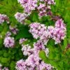 Red Pixie Lilac Tree -Brighter Blooms Sales Red Pixie Lilac Tree BB 600x600 8cc96517 7133 448d baad ec57bb2a324b