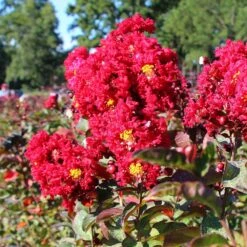 Red Rocket Crape Myrtle Tree -Brighter Blooms Sales Red Rocket Crape Myrtle 2 BB