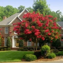 Red Rocket Crape Myrtle Tree -Brighter Blooms Sales Red Rocket Crape Myrtle BB 1