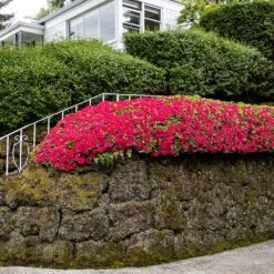 Red Ruffles Azalea Shrub -Brighter Blooms Sales Red Ruffles Azalea 7