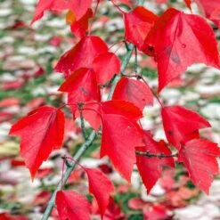 Red Sunset® Maple Tree 10 Red Sunset® Maple Tree -Brighter Blooms Sales Red Sunset Maple 2 a54aec73 0734 4b1e 99ff 74a659bb9e8c