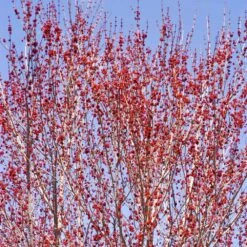 Red Sunset® Maple Tree 12 Red Sunset® Maple Tree -Brighter Blooms Sales Red Sunset Maple 3 68ab9163 7e44 4e93 8940 867034154180