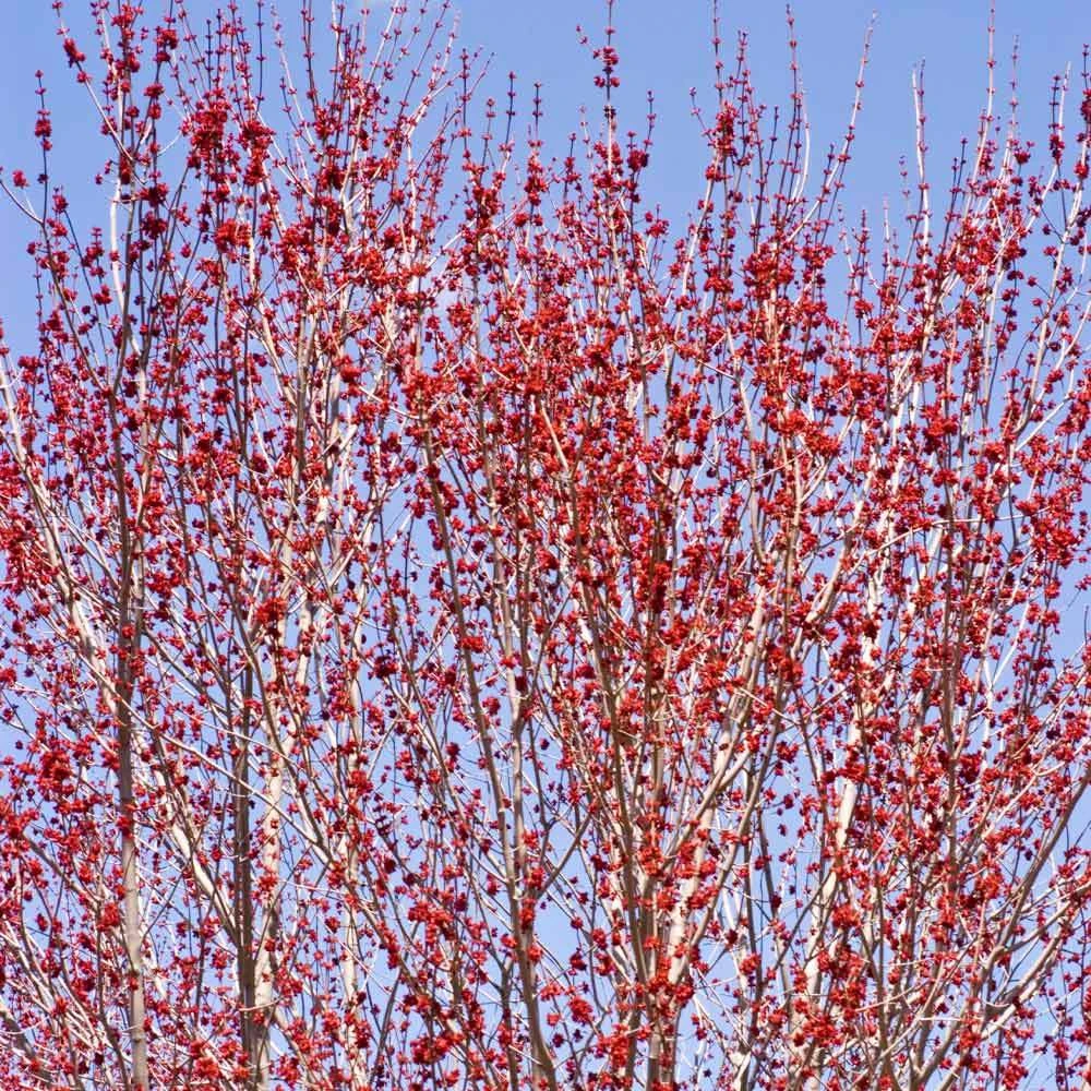 Red Sunset® Maple Tree 7 Red Sunset® Maple Tree - Image 5