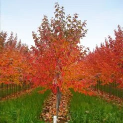 Red Sunset® Maple Tree 13 Red Sunset® Maple Tree -Brighter Blooms Sales Red Sunset Maple 5