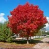 Red Sunset® Maple Tree -Brighter Blooms Sales Red Sunset Maple BB 600x600 ba5e2746 514c 43d3 a235 bd68eed101c4
