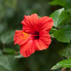 Red Tropical Hibiscus Tree -Brighter Blooms Sales Red Tropical Hibiscus Tree 2 BB